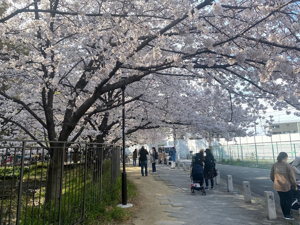 平野郷環濠跡桜③