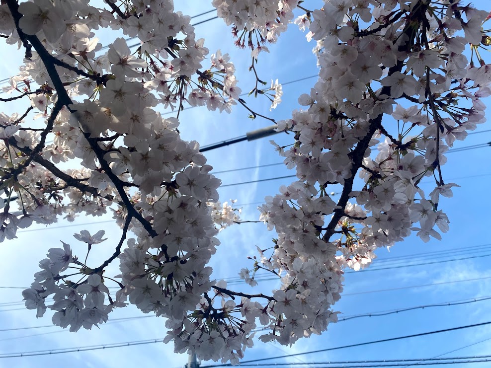 平野郷環濠跡桜⑨