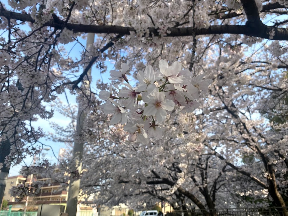 平野郷環濠跡桜⑦