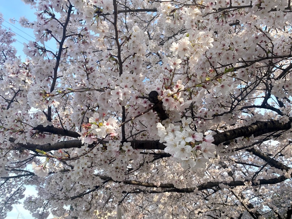 平野郷環濠跡桜⑥