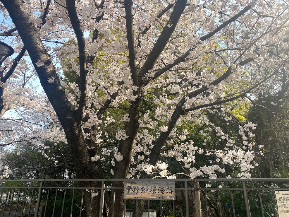 平野郷環濠跡桜⑪