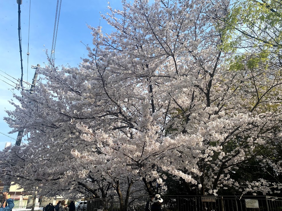 平野郷環濠跡桜④