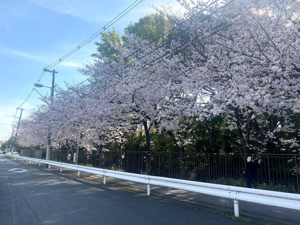 平野郷環濠跡桜①