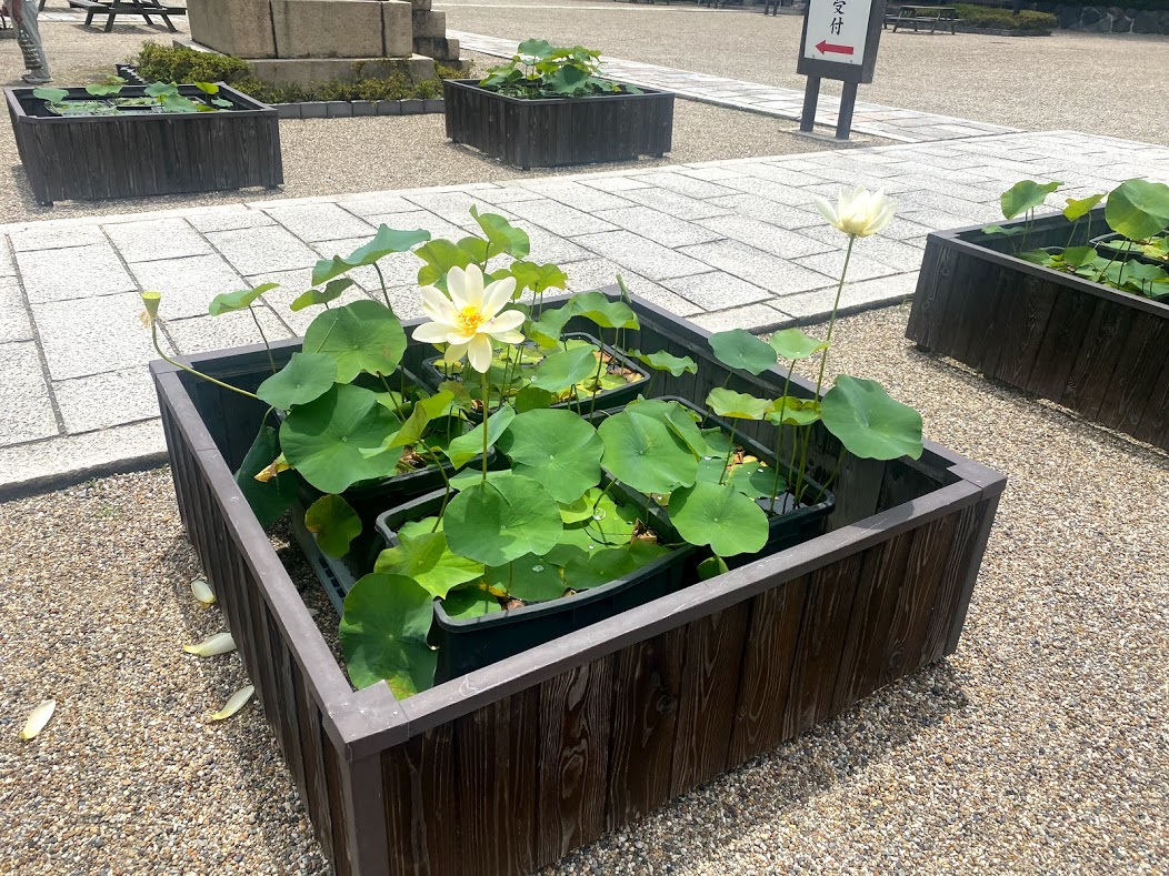 大念仏寺蓮の花➁