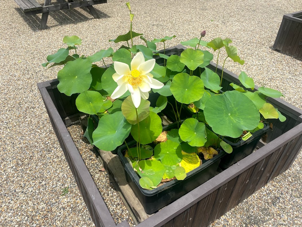 大念仏寺蓮の花⓵