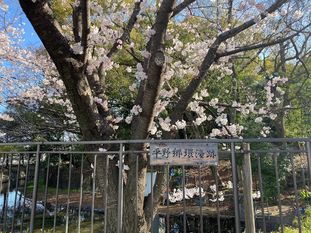 平野郷環濠跡桜2022➁