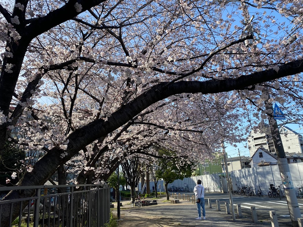 平野郷環濠跡桜⑥