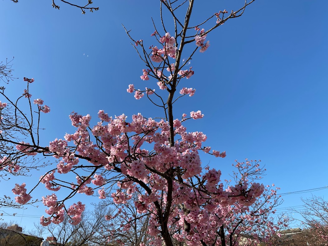 杭全公園桜2022➁