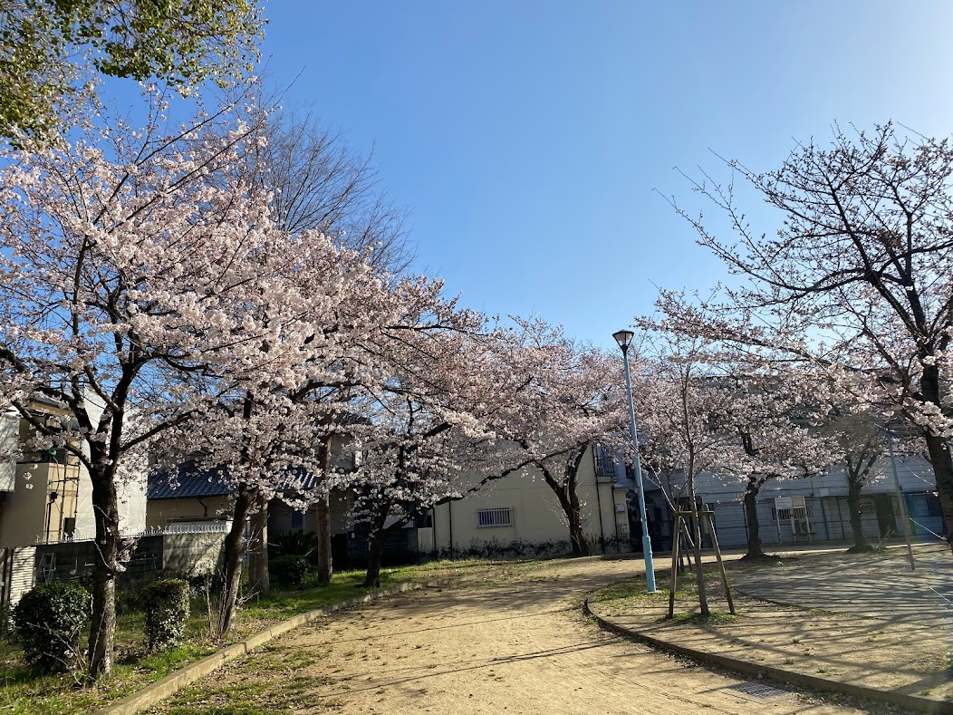 杭全公園桜2022⓵