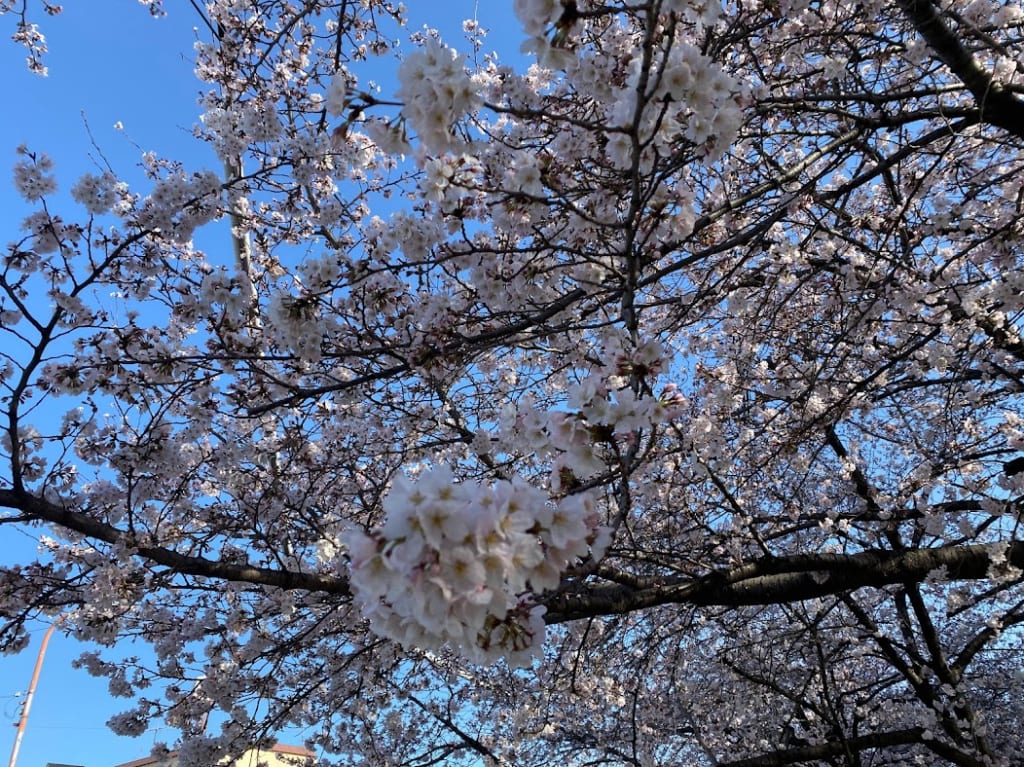 平野郷環濠跡桜2022