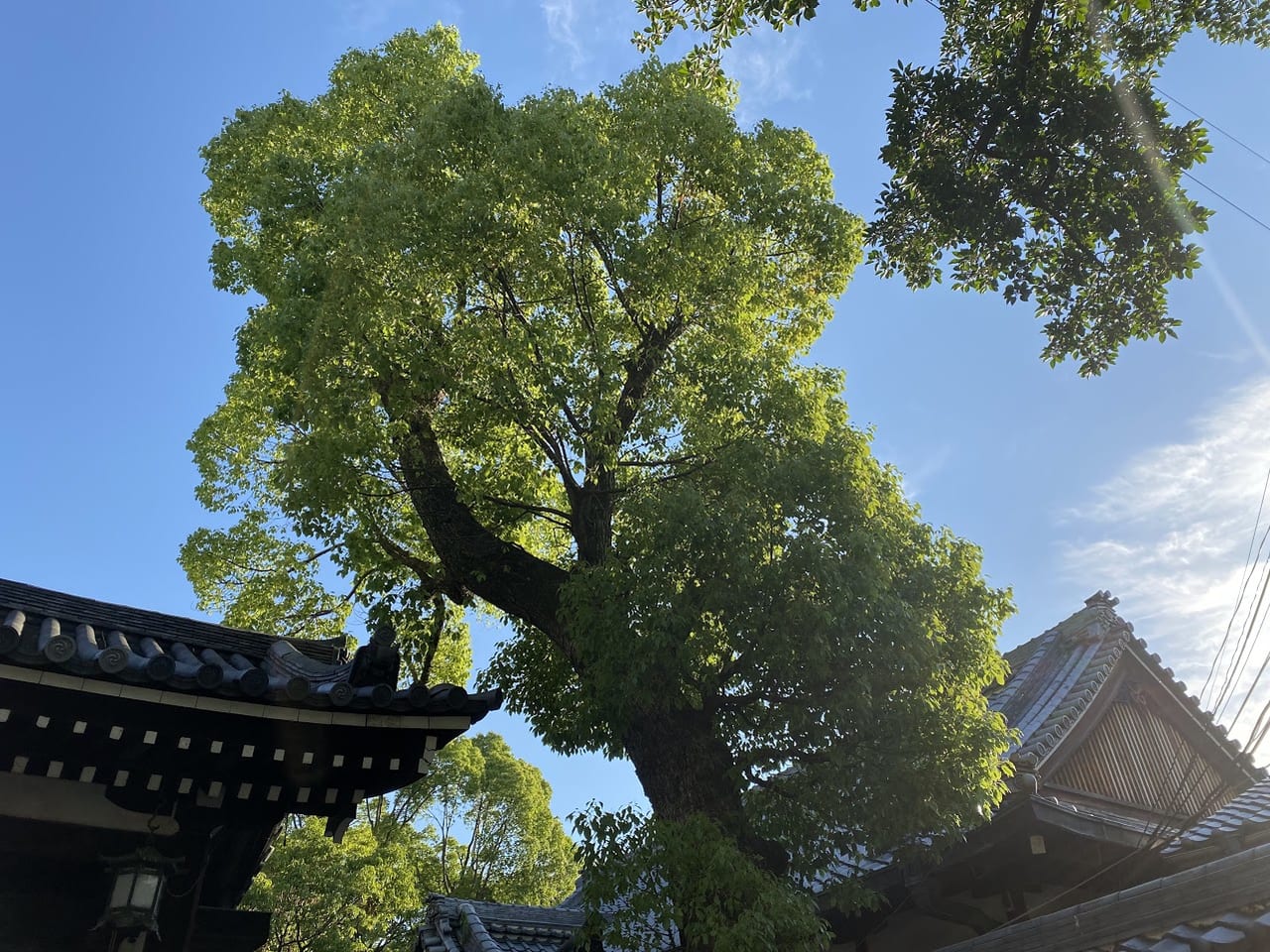 杭全神社②