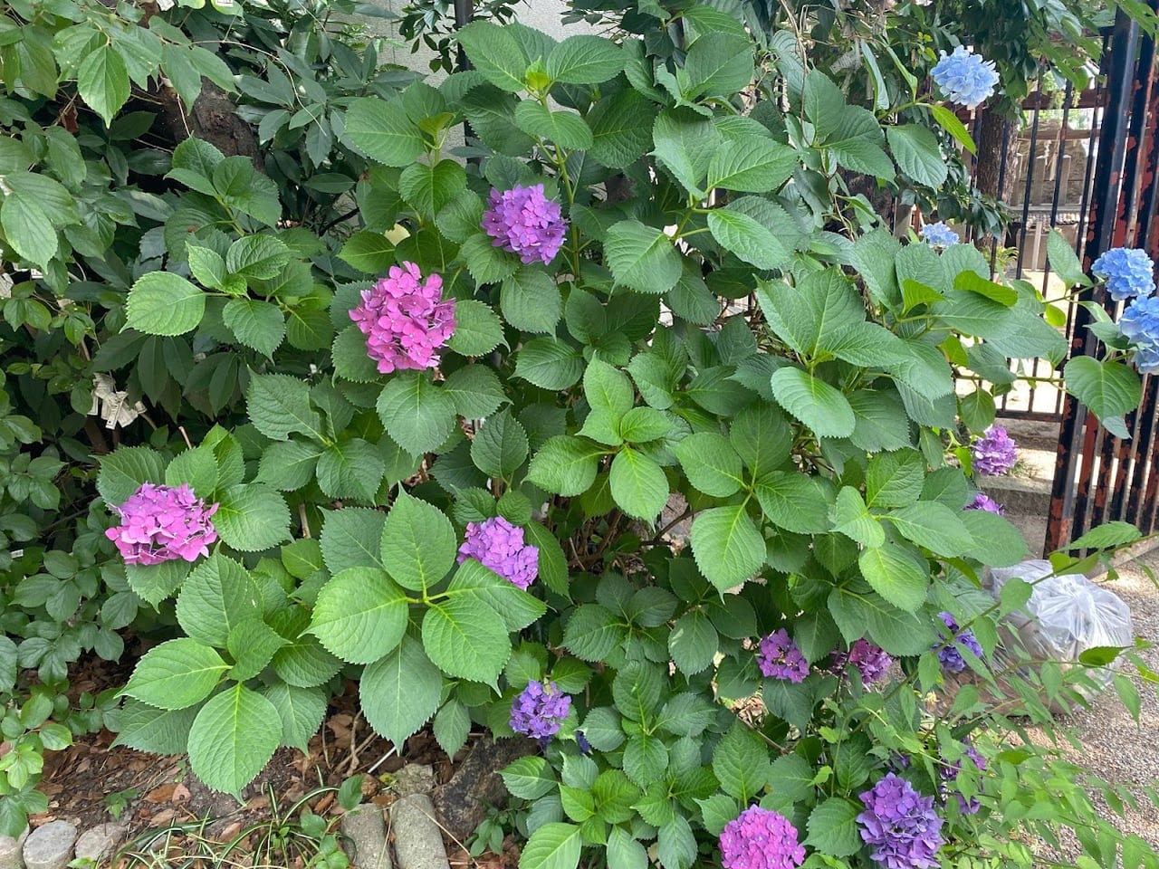 式内楯原神社紫陽花