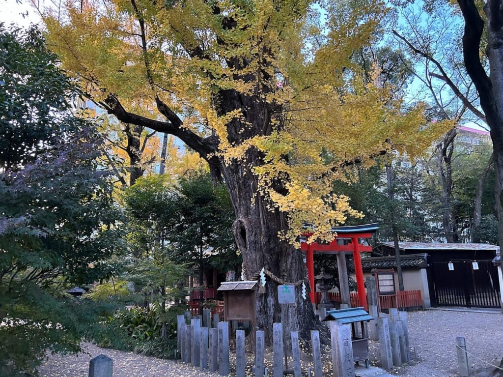 杭全神社2022.11.27⑥