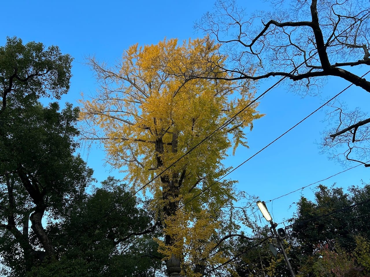 杭全神社2022.11.27①