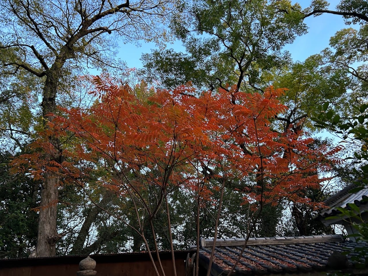 杭全神社2022.11.27⑦