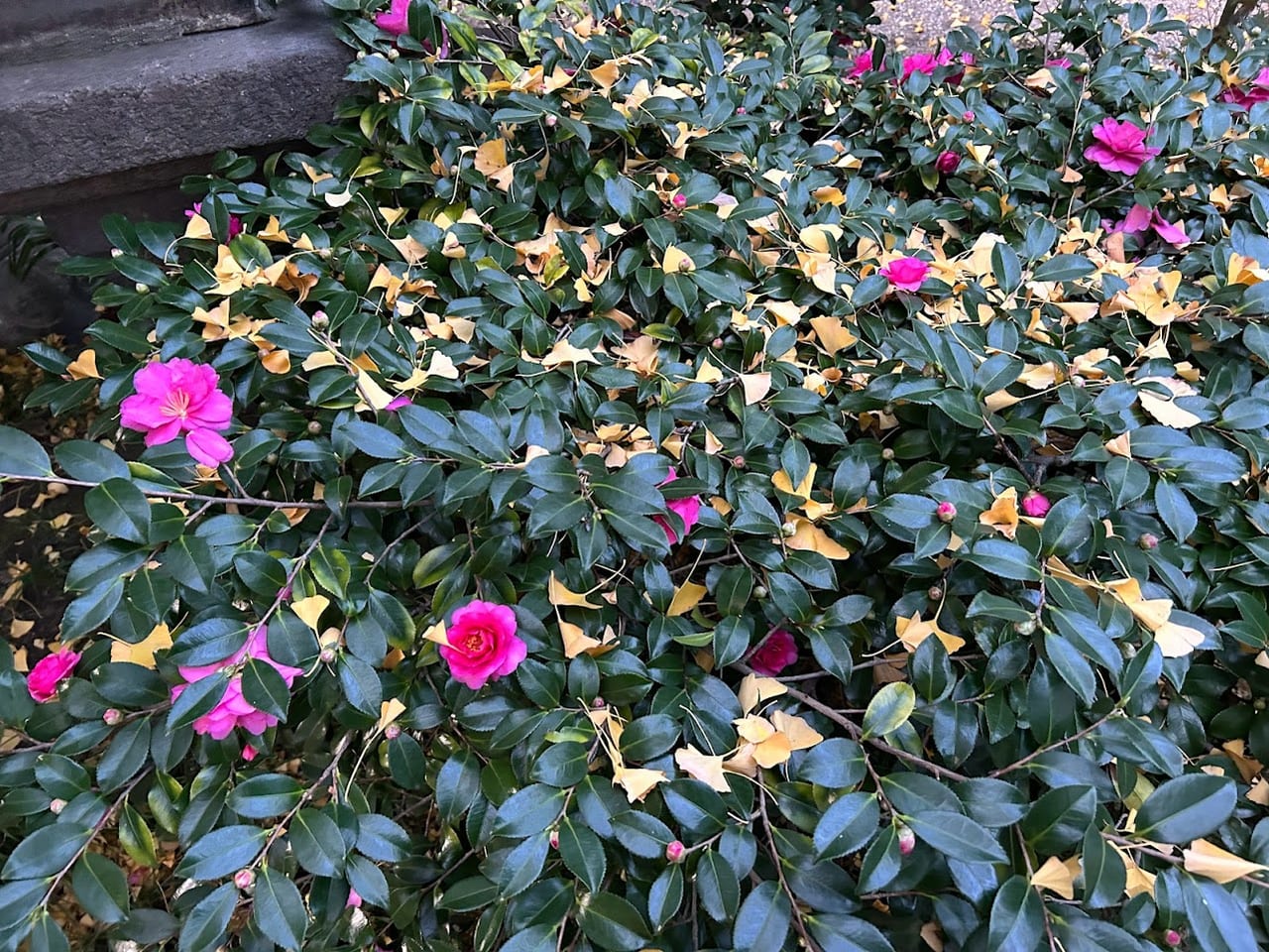 杭全神社2022.11.27⑫