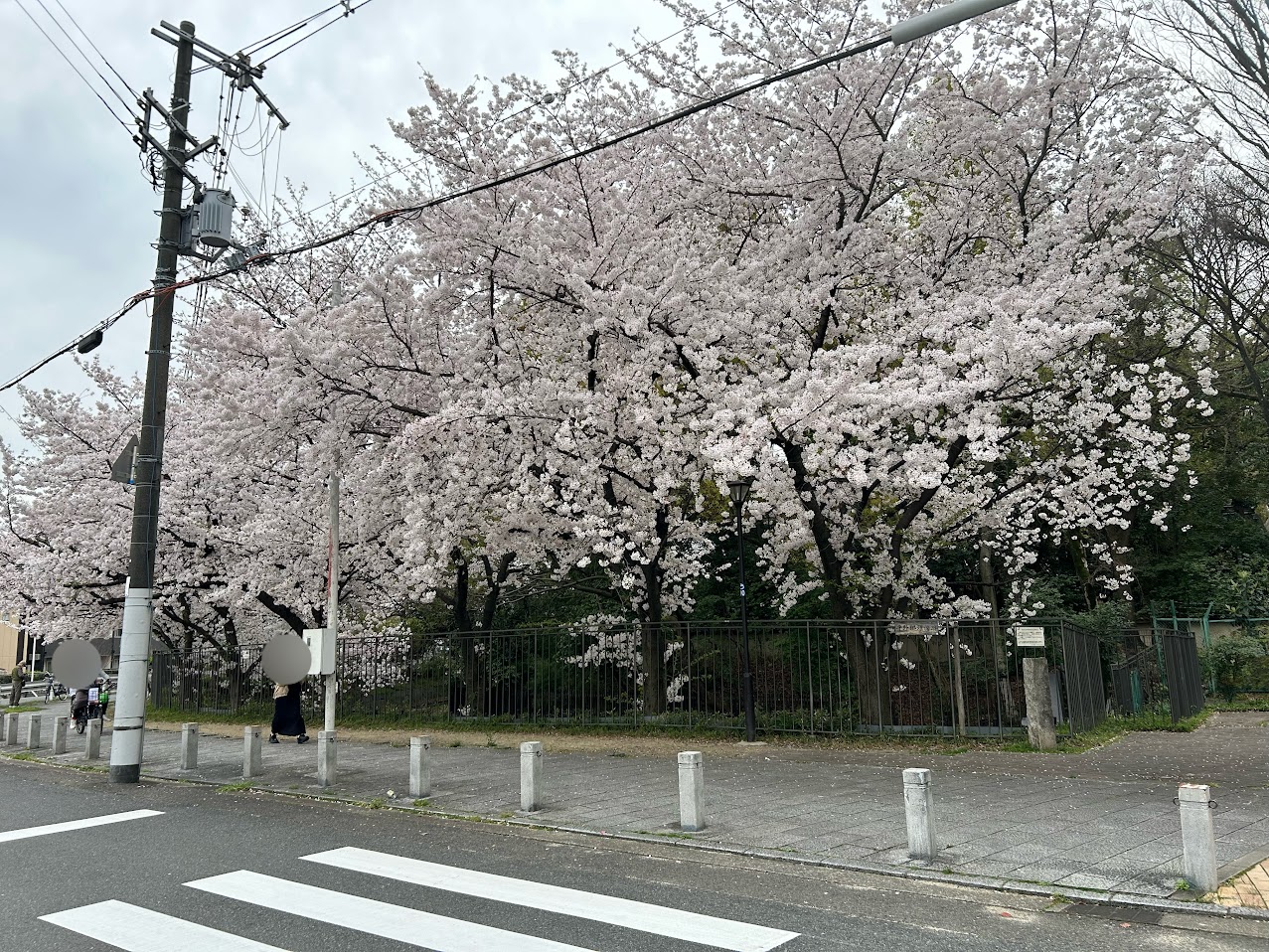 平野環濠跡桜2