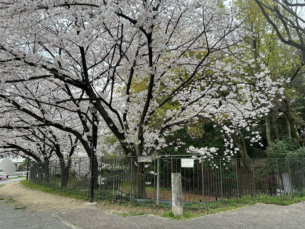 平野環濠跡桜8