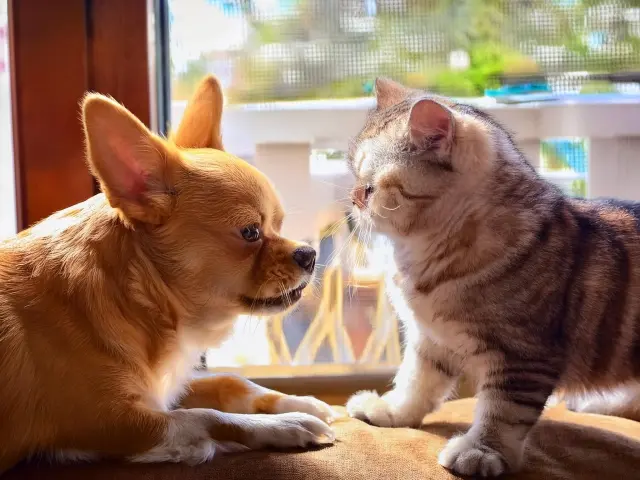 犬猫イメージ画像