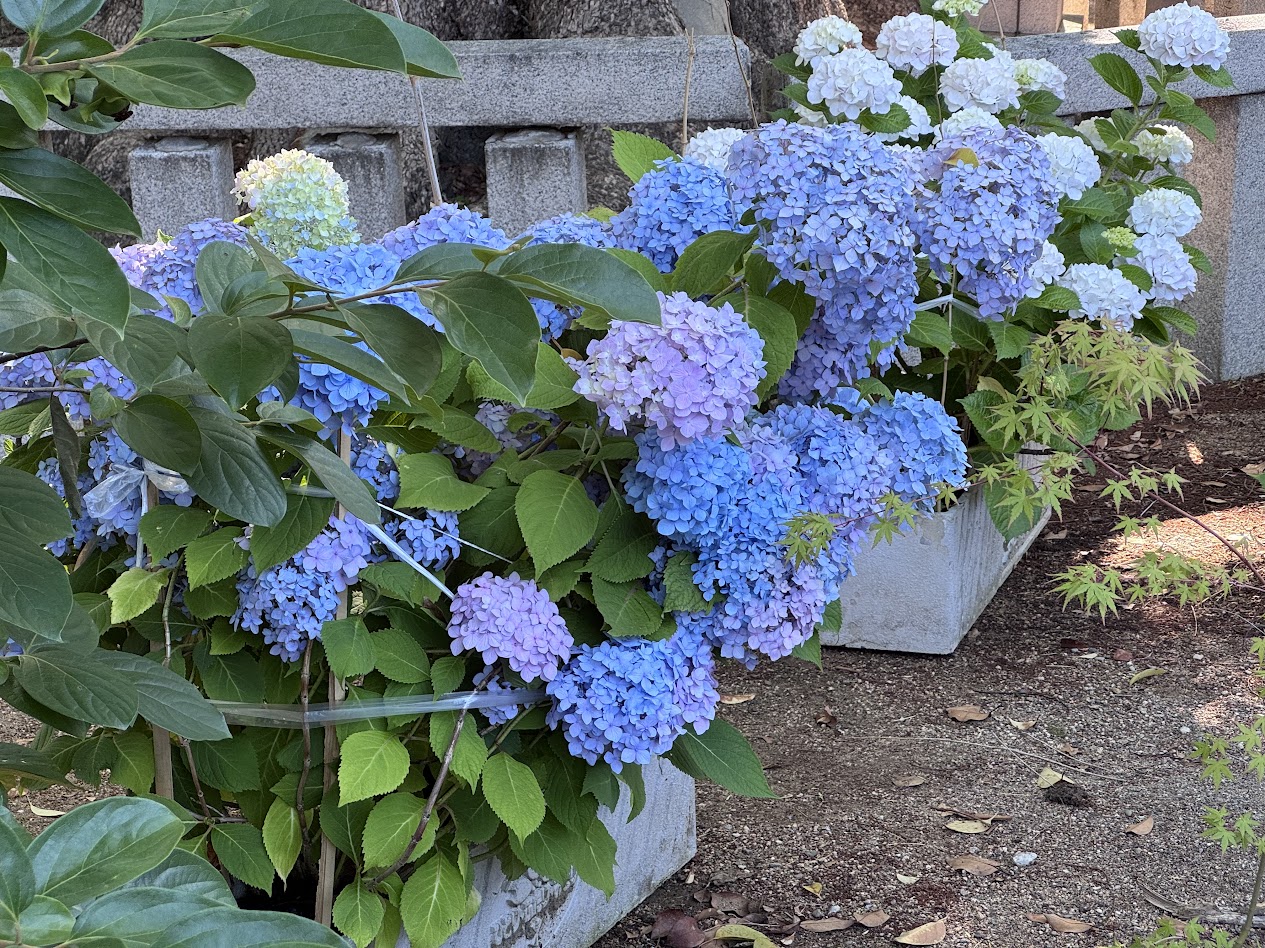 杭全神社アジサイ2